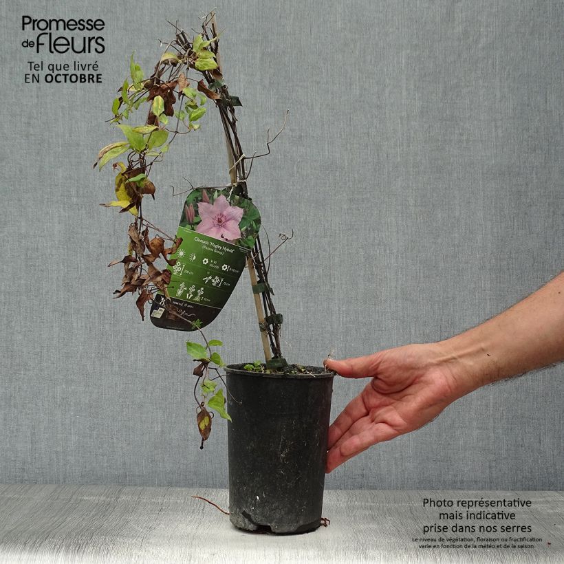 Exemplar von Waldrebe Hagley hybride - Clematis Topf mit 2L/3L wie im Herbst geliefert