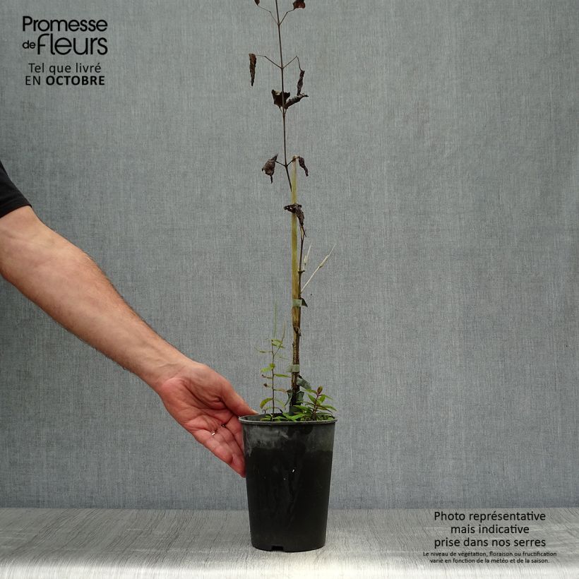 Exemplar von Waldrebe Hendryetta - Clematis Topf mit 2L/3L wie im Herbst geliefert