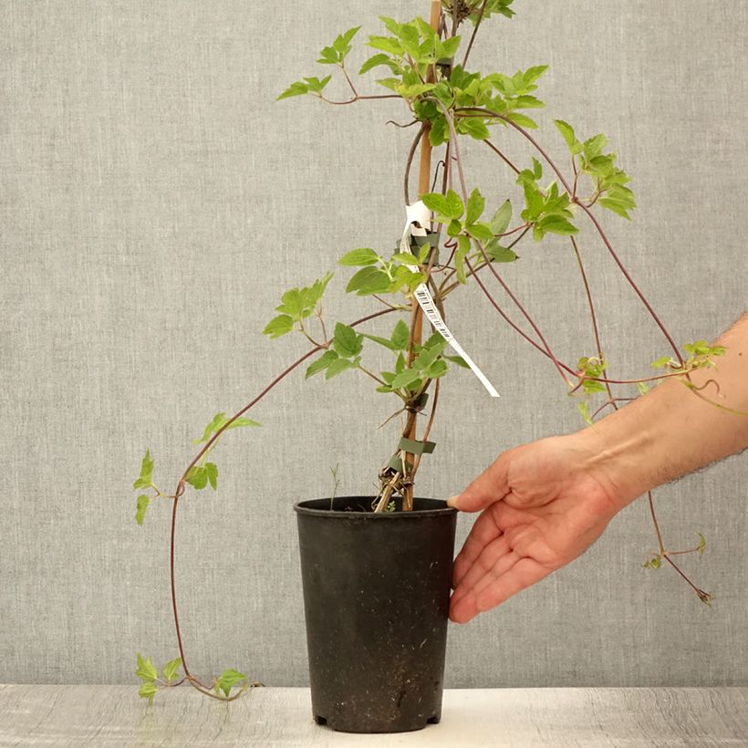 Exemplar von Waldrebe I am Red Robin - Clematis Topf mit 2L/3L wie im Sommer geliefert