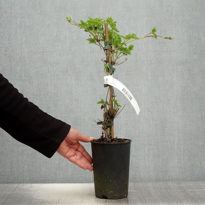 Exemplar von Waldrebe I am Red Robin - Clematis Topf mit 2L/3L wie im Frühjahr geliefert