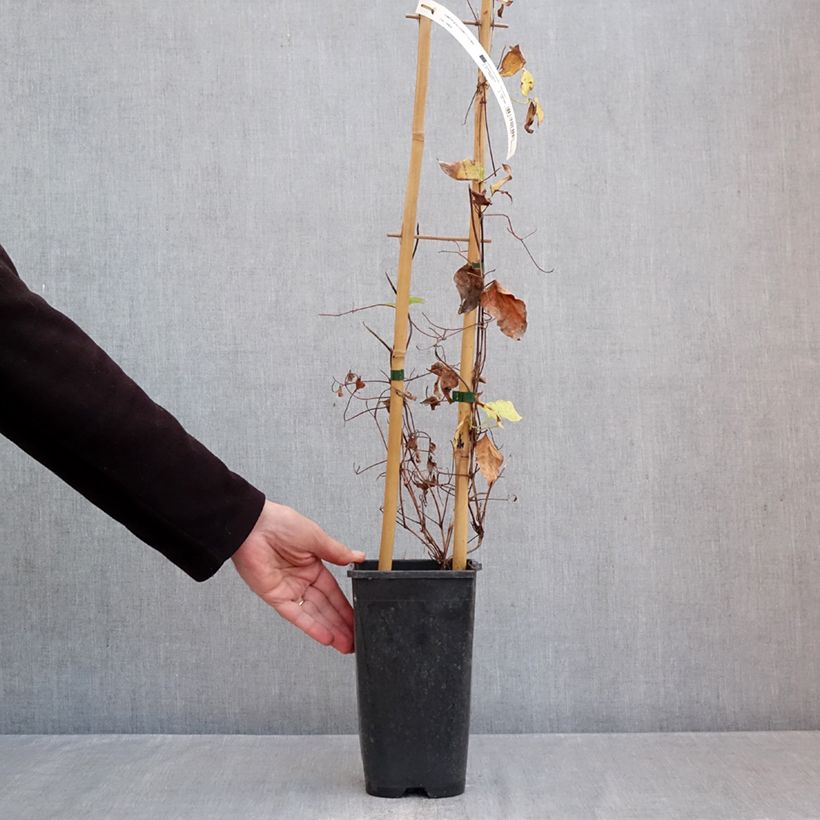 Exemplar von Waldrebe Ice Crystal - Clematis Topf mit 1,5L/2L wie im Herbst geliefert