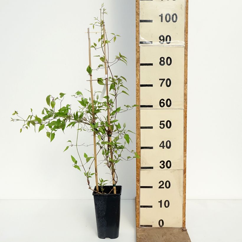 Exemplar von Waldrebe Ice Crystal - Clematis Topf mit 1,5L/2L wie im Frühjahr geliefert