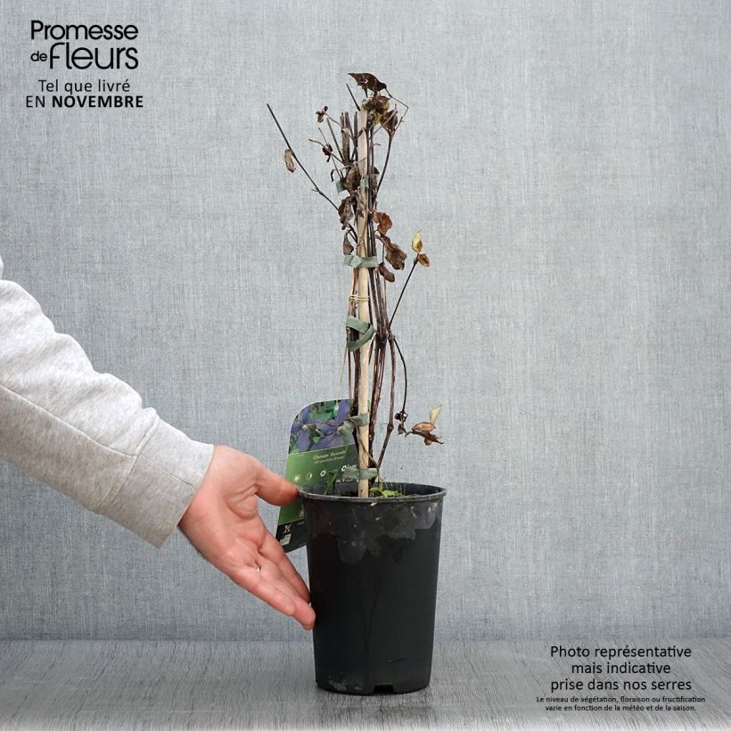 Exemplar von Clematis integrifolia Durandii - Stauden-Waldrebe Topf mit 2L/3L wie im Herbst geliefert
