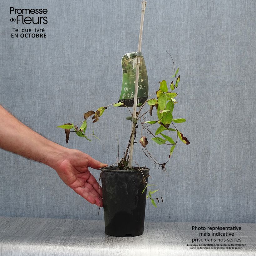 Exemplar von Clematis integrifolia - Stauden-Waldrebe Topf mit 2L/3L wie im Herbst geliefert