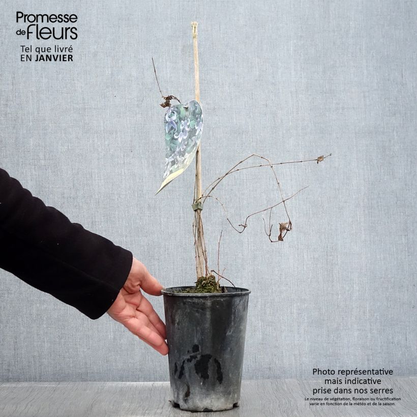 Exemplar von Clematis integrifolia - Stauden-Waldrebe Topf mit 2L/3L wie im Winter geliefert