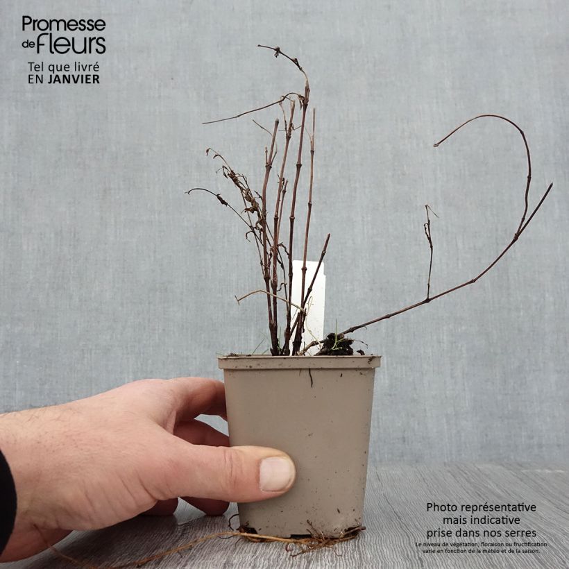 Exemplar von Clematis integrifolia - Stauden-Waldrebe Kleine Töpfe von 8/9 cm wie im Winter geliefert