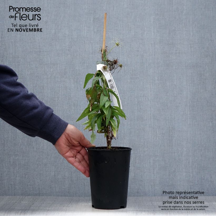 Exemplar von Clematis integrifolia Hakuree - Stauden-Waldrebe Topf mit 2L/3L wie im Herbst geliefert
