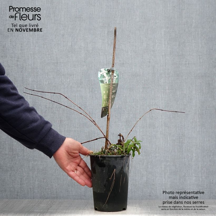Exemplar von Clematis integrifolia Rosea - Stauden-Waldrebe Topf mit 2L/3L wie im Herbst geliefert