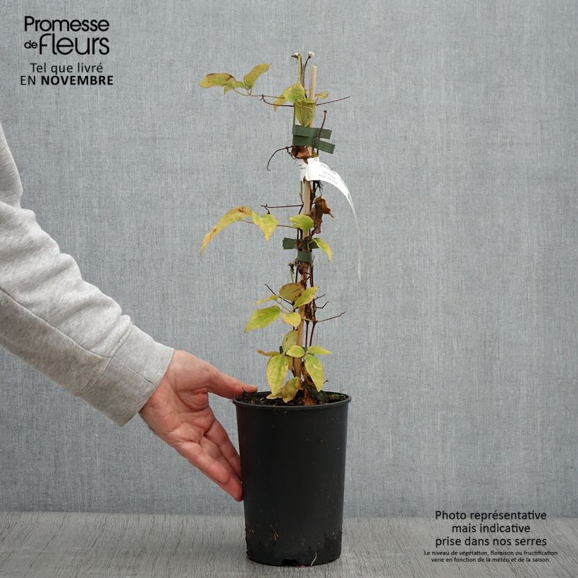 Exemplar von Waldrebe Ivan Olsson - Clematis Topf mit 2L/3L wie im Herbst geliefert