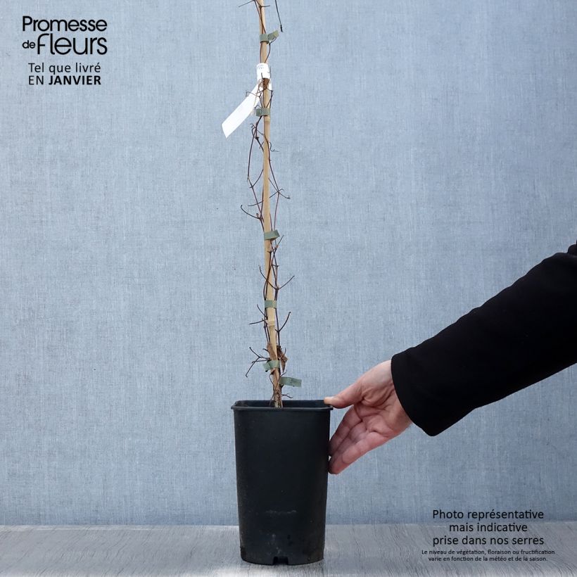 Exemplar von Waldrebe Joséphine - Clematis Topf mit 2L/3L wie im Winter geliefert