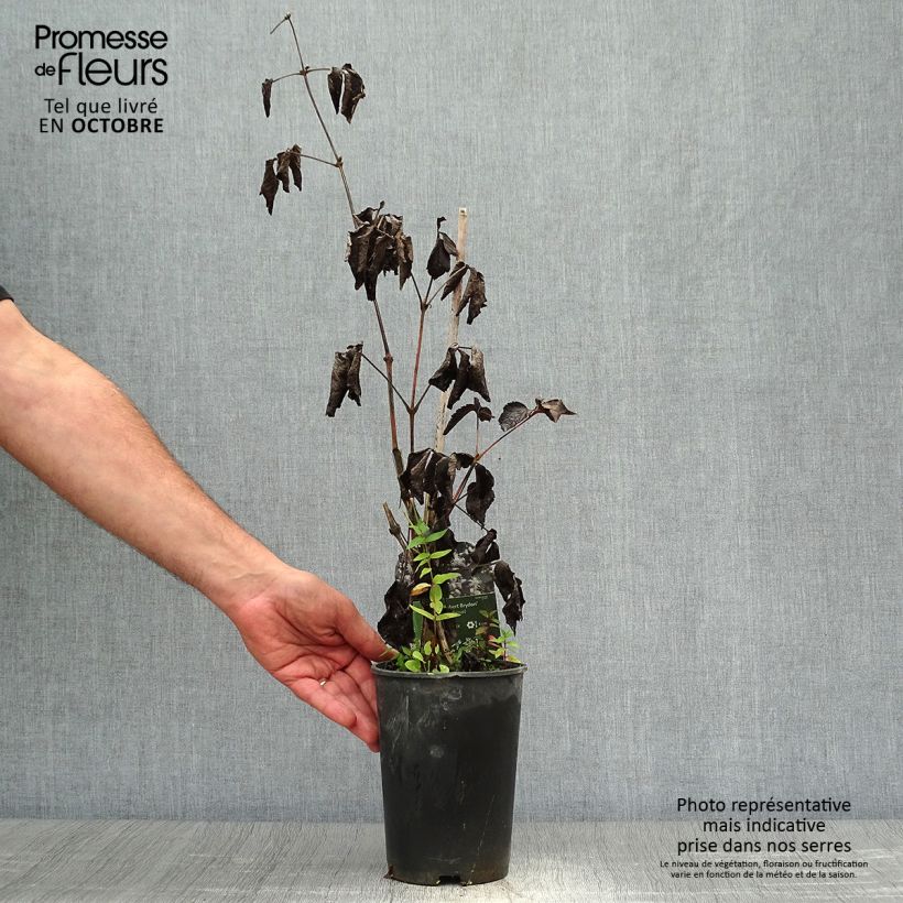 Exemplar von Clematis jouiniana Robert Brydon - Waldrebe Topf mit 2L/3L wie im Herbst geliefert