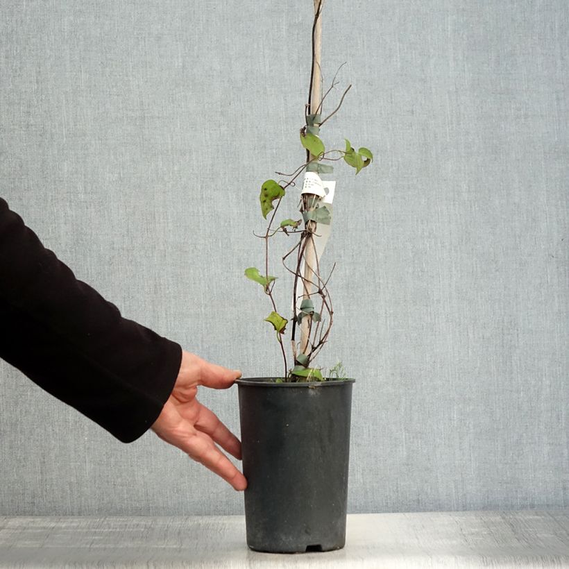 Exemplar von Waldrebe Julka - Clematis Topf mit 1,5L/2L wie im Herbst geliefert