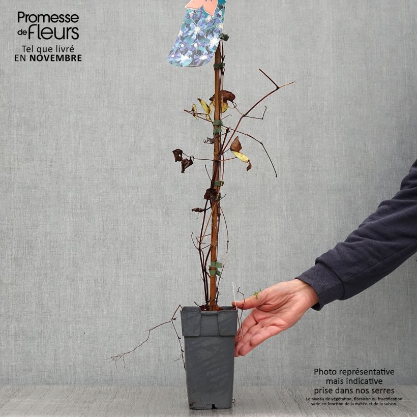 Exemplar von Waldrebe Juuli - Clematis Topf mit 2L/3L wie im Herbst geliefert