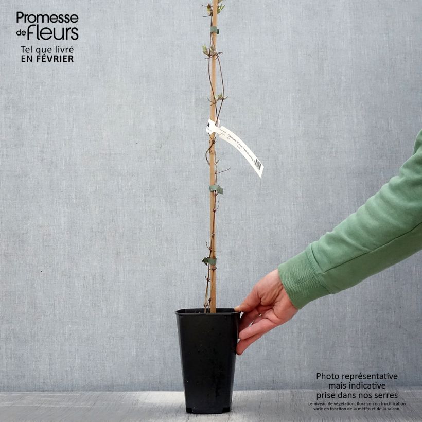 Exemplar von Waldrebe Kaiser - Clematis Topf mit 2L/3L wie im Winter geliefert