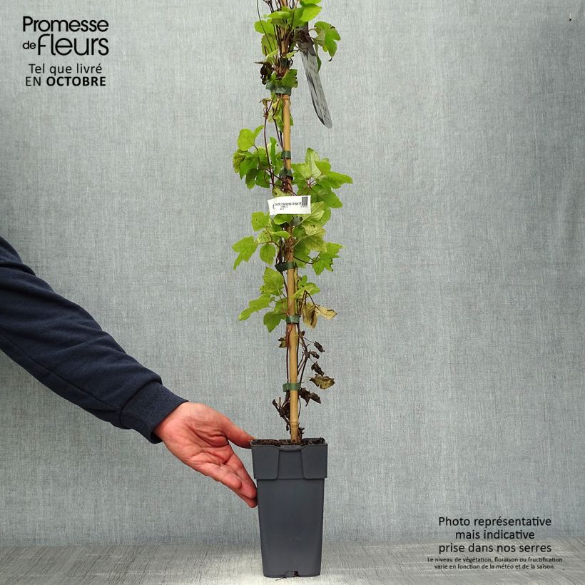 Exemplar von Clematis koreana Amber - Waldrebe Topf mit 2L/3L wie im Herbst geliefert