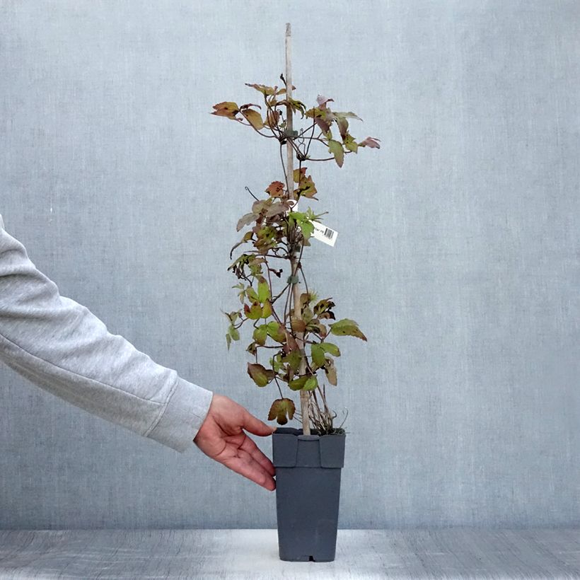 Exemplar von Clematis koreana Amber - Waldrebe Topf mit 2L/3L wie im Sommer geliefert