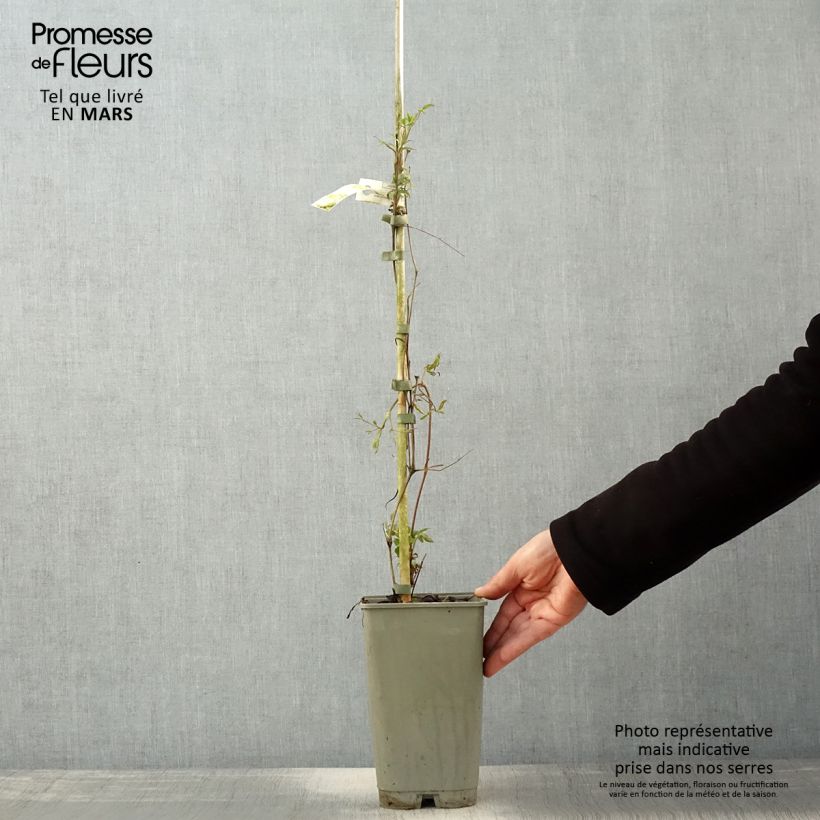 Exemplar von Waldrebe Lavallée n°1 - Clematis Topf mit 2L/3L wie im Frühjahr geliefert