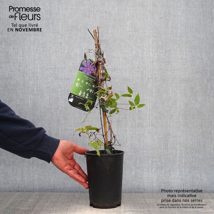 Exemplar von Waldrebe Lawsoniana - Clematis Topf mit 1,5L/2L wie im Herbst geliefert