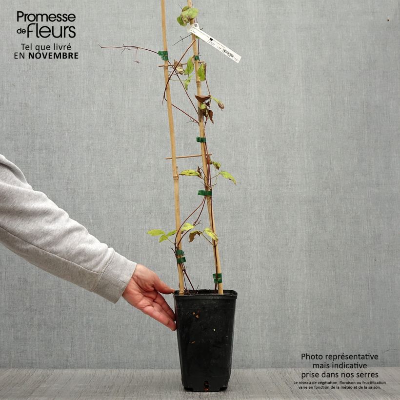 Exemplar von Clematis jackmanii Madame Edouard André - Waldrebe Topf mit 2L/3L wie im Herbst geliefert