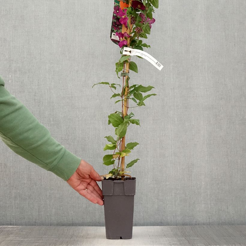Exemplar von Clematis jackmanii Madame Edouard André - Waldrebe Topf mit 2L/3L wie im Sommer geliefert
