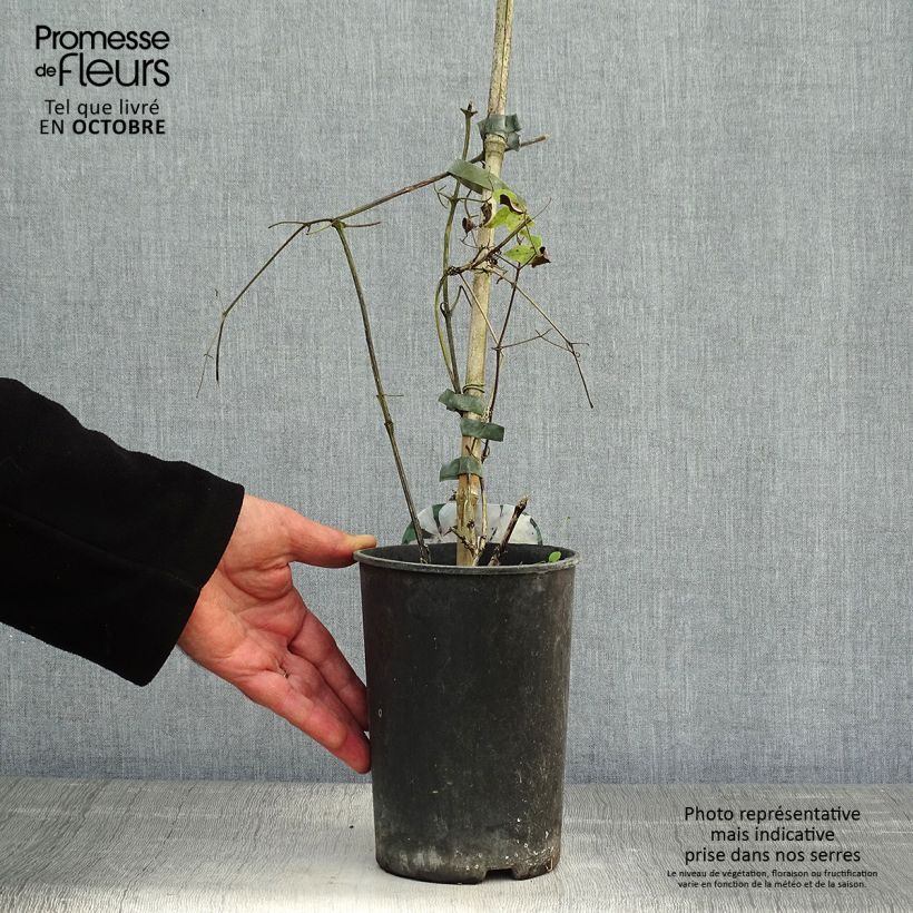 Exemplar von Waldrebe Margaret Hunt - Clematis Topf mit 1,5L/2L wie im Herbst geliefert