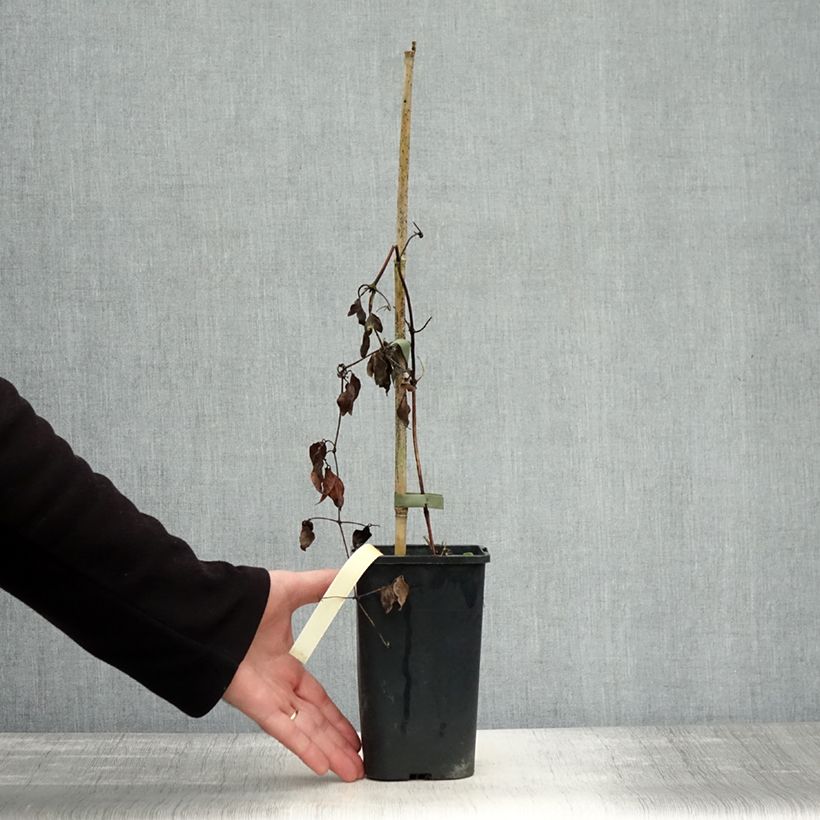 Exemplar von Waldrebe Marmori - Clematis Topf mit 1,5L/2L wie im Herbst geliefert