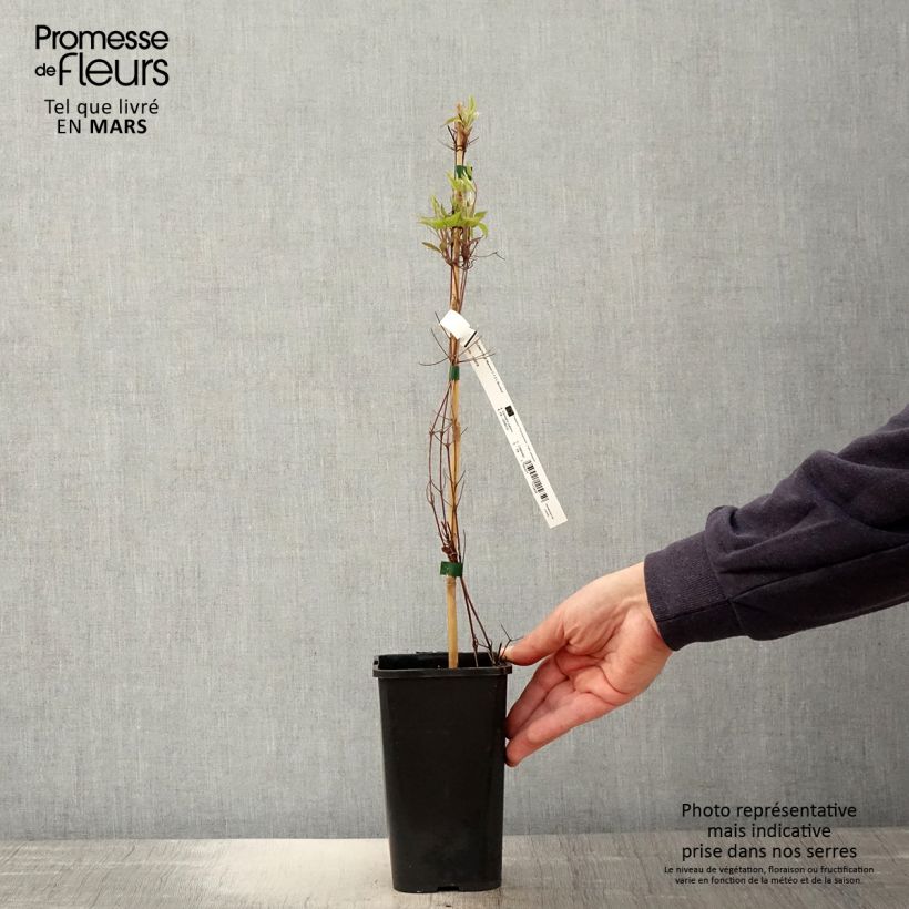 Exemplar von Waldrebe Marmori - Clematis Topf mit 1,5L/2L wie im Frühjahr geliefert