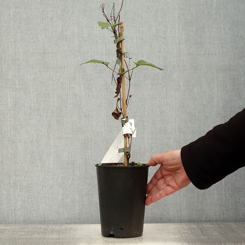 Exemplar von Waldrebe Mon Amour - Clematis Topf mit 2L/3L wie im Herbst geliefert