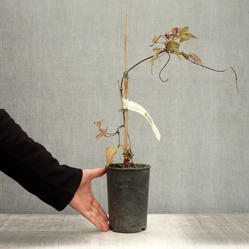 Exemplar von Clematis montana Elizabeth - Berg-Waldrebe Topf mit 2L/3L wie im Herbst geliefert