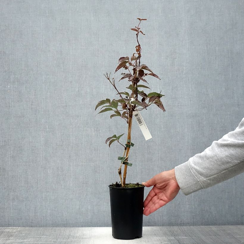 Exemplar von Clematis montana Elizabeth - Berg-Waldrebe Topf mit 2L/3L wie im Sommer geliefert