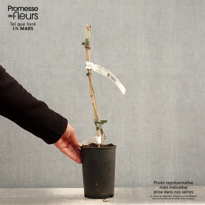 Exemplar von Clematis montana Elizabeth - Berg-Waldrebe Topf mit 2L/3L wie im Frühjahr geliefert