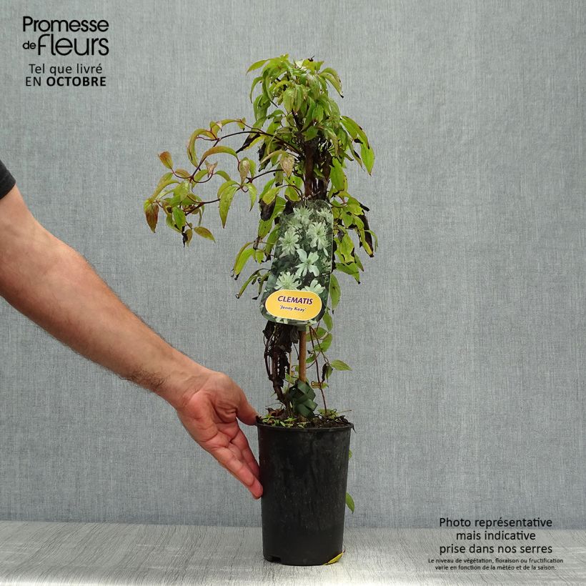 Exemplar von Waldrebe Jenny Keay - Clematis Topf mit 2L/3L wie im Herbst geliefert