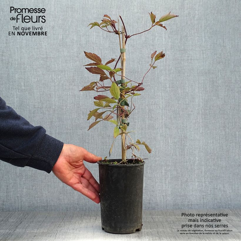 Exemplar von Clematis montana Rubens - Berg-Waldrebe Topf mit 1,5L/2L wie im Herbst geliefert