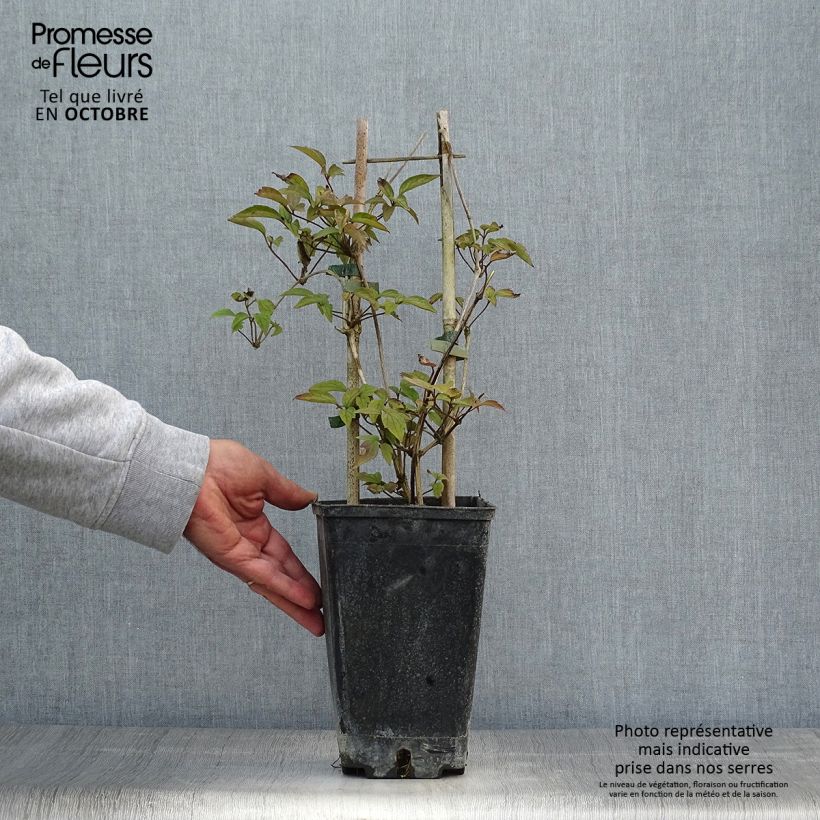 Exemplar von Clematis montana Spooneri - Berg-Waldrebe Topf mit 2L/3L wie im Herbst geliefert