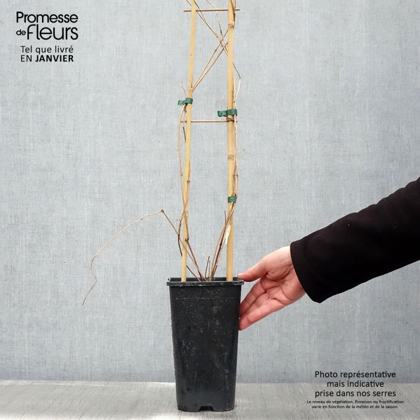 Exemplar von Clematis montana Spooneri - Berg-Waldrebe Topf mit 2L/3L wie im Winter geliefert