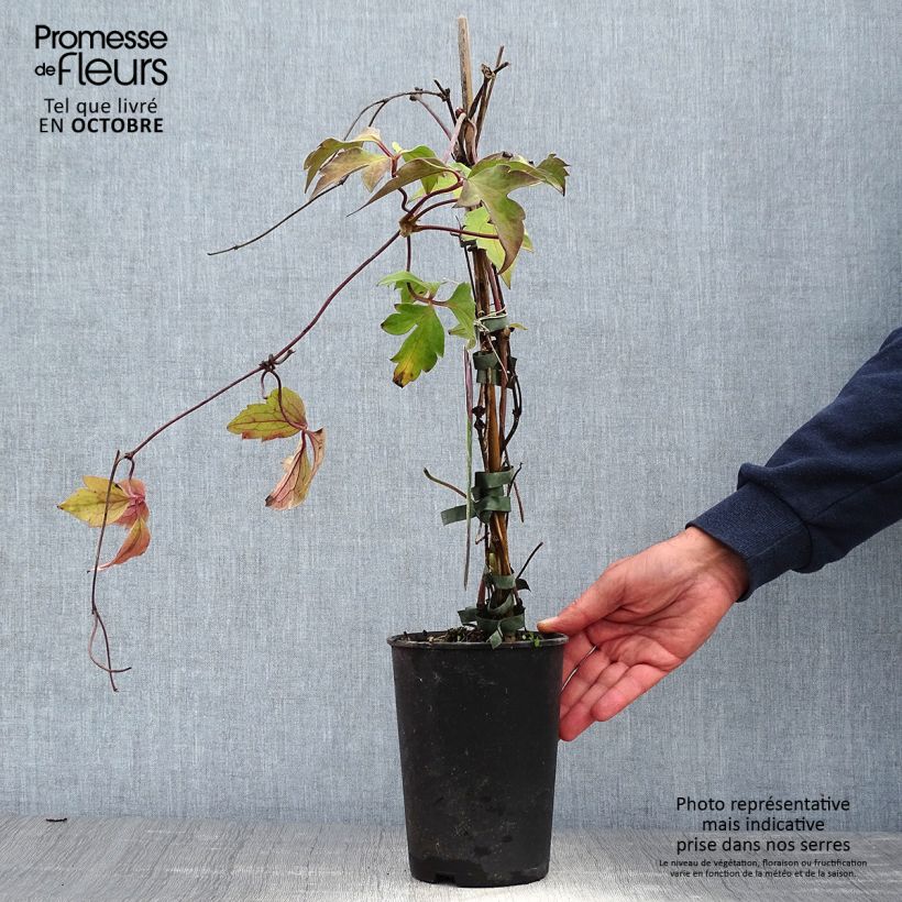 Exemplar von Clematis montana Tetrarose - Berg-Waldrebe Topf mit 2L/3L wie im Herbst geliefert