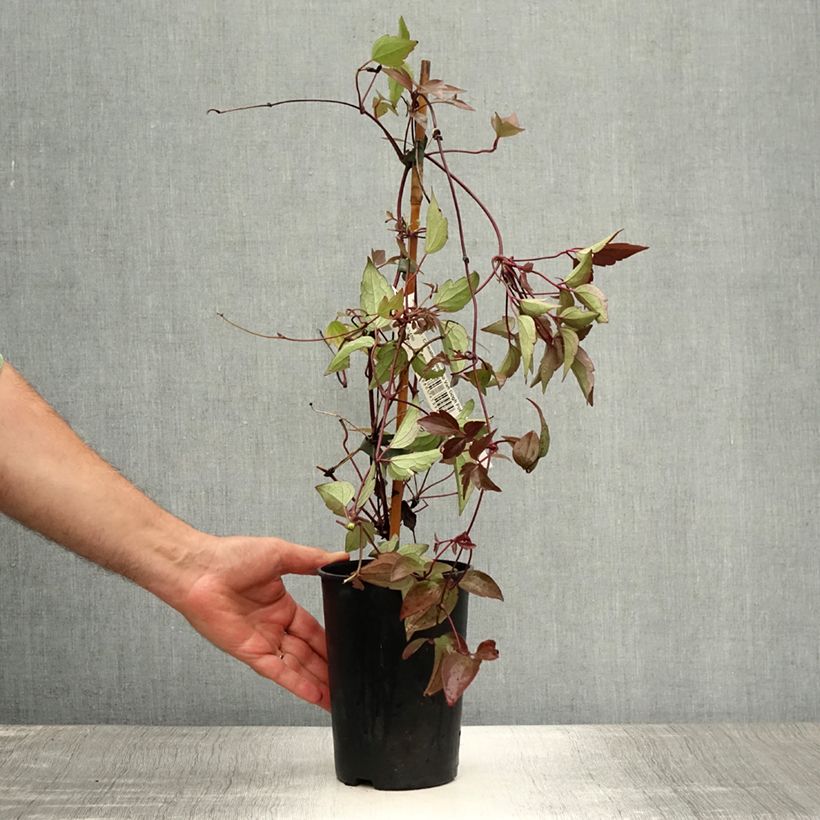 Exemplar von Clematis montana Van Gogh - Berg-Waldrebe Topf mit 2L/3L wie im Sommer geliefert