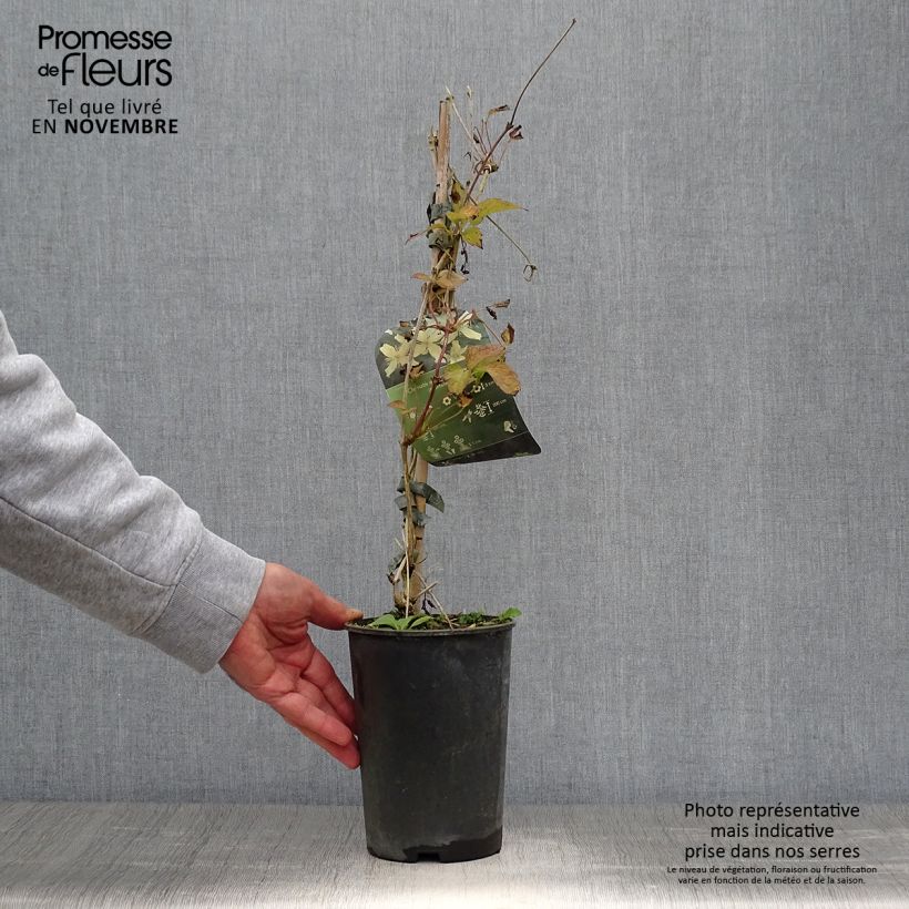 Exemplar von Clematis montana Wilsonii - Berg-Waldrebe Topf mit 2L/3L wie im Herbst geliefert