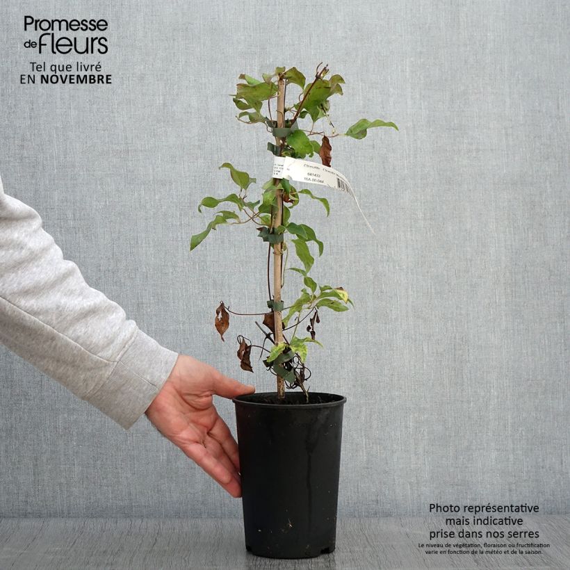 Exemplar von Waldrebe Morning Star - Clematis Topf mit 2L/3L wie im Herbst geliefert