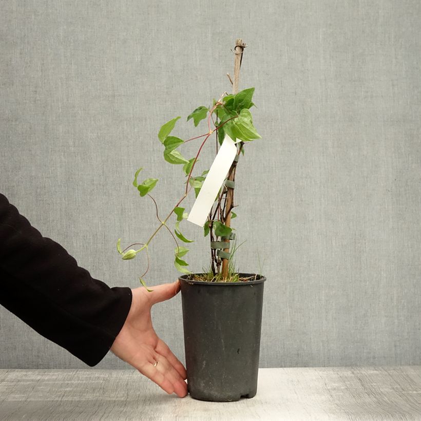 Exemplar von Waldrebe Mrs. Georges Jackman - Clematis Topf mit 2L/3L wie im Herbst geliefert