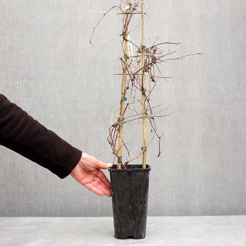 Exemplar von Waldrebe Mrs N. Thompson - Clematis Topf mit 3L/4L wie im Winter geliefert