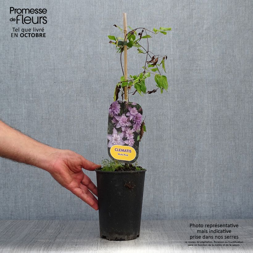 Exemplar von Waldrebe Multi Pink - Clematis Topf mit 2L/3L wie im Herbst geliefert