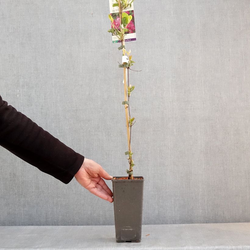 Exemplar von Waldrebe My Darling - Clematis Topf mit 2L/3L wie im Frühjahr geliefert