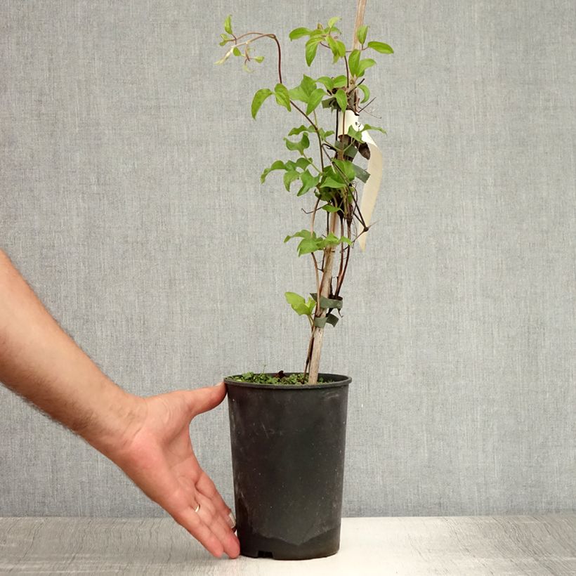 Exemplar von Waldrebe Myosotis - Clematis Topf mit 2L/3L wie im Sommer geliefert