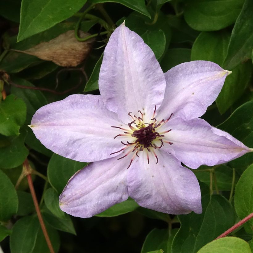 Waldrebe Myosotis - Clematis (Blüte)