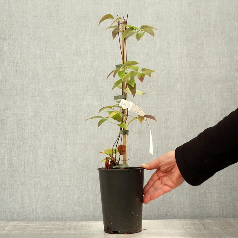 Exemplar von Clematis lanuginosa Nelly Moser - Waldrebe Topf mit 2L/3L wie im Herbst geliefert