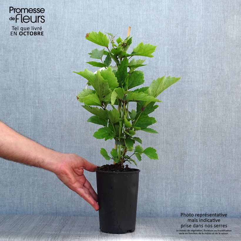 Exemplar von Waldrebe New Love - Clematis Topf mit 2L/3L wie im Herbst geliefert