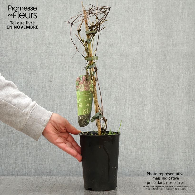 Exemplar von Waldrebe Octopus - Clematis Topf mit 2L/3L wie im Herbst geliefert