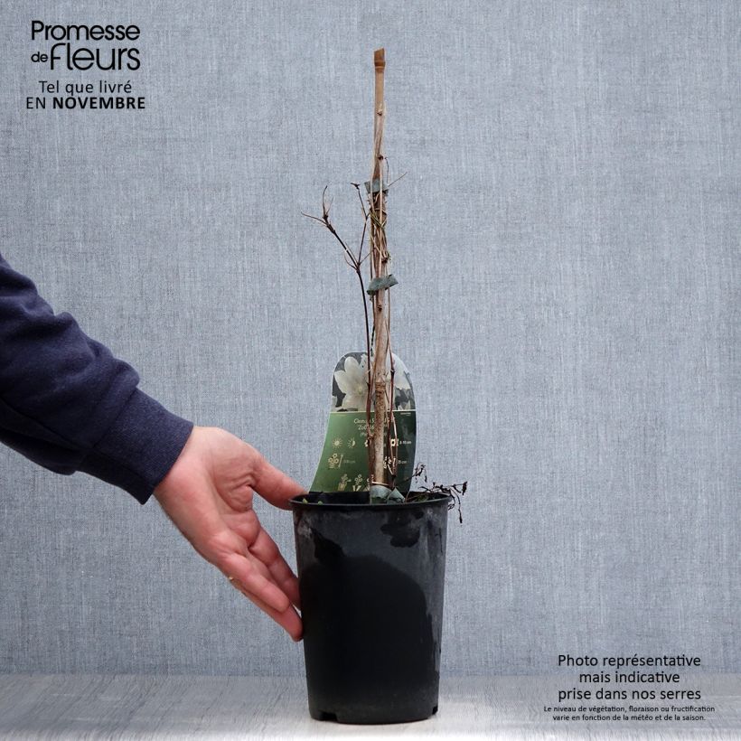Exemplar von Waldrebe Spotlight - Clematis Topf mit 2L/3L wie im Herbst geliefert