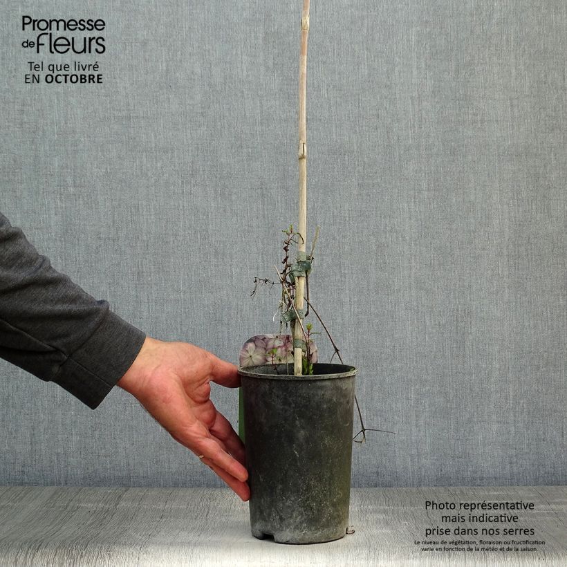 Exemplar von Waldrebe Pernille - Clematis Topf mit 2L/3L wie im Herbst geliefert